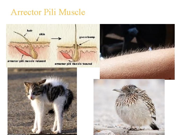 Arrector Pili Muscle 