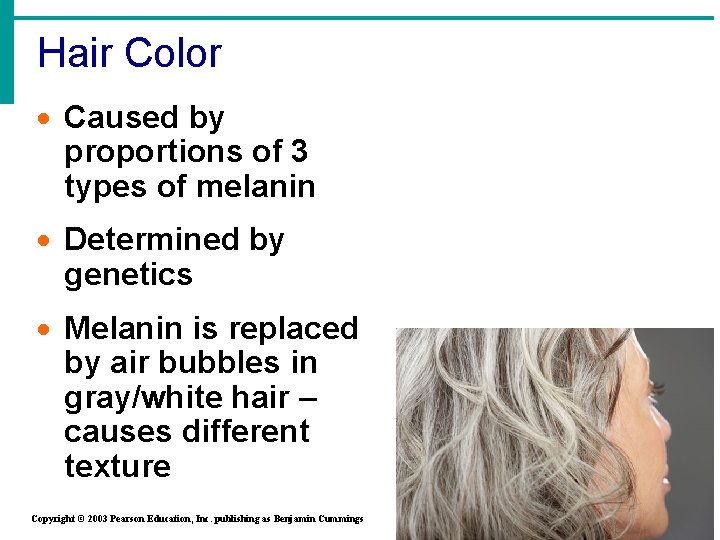 Hair Color · Caused by proportions of 3 types of melanin · Determined by