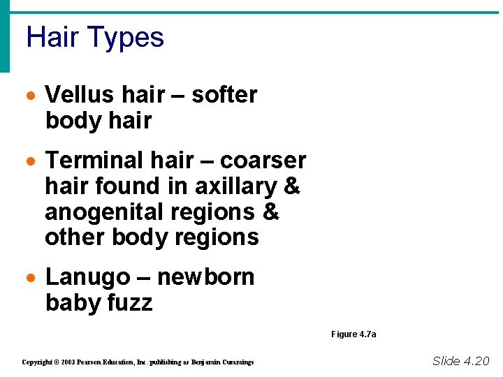 Hair Types · Vellus hair – softer body hair · Terminal hair – coarser