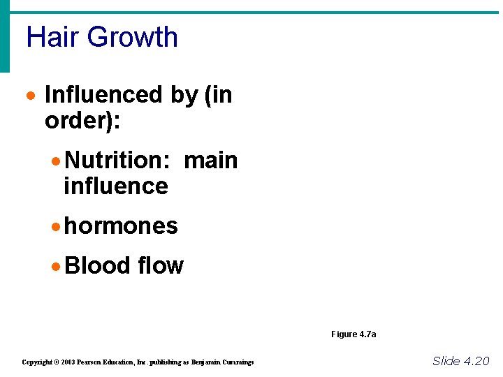 Hair Growth · Influenced by (in order): · Nutrition: main influence · hormones ·