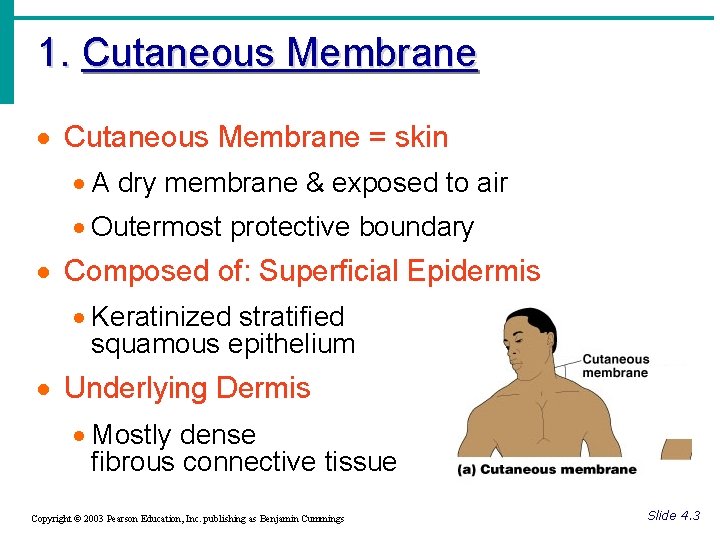 1. Cutaneous Membrane · Cutaneous Membrane = skin · A dry membrane & exposed