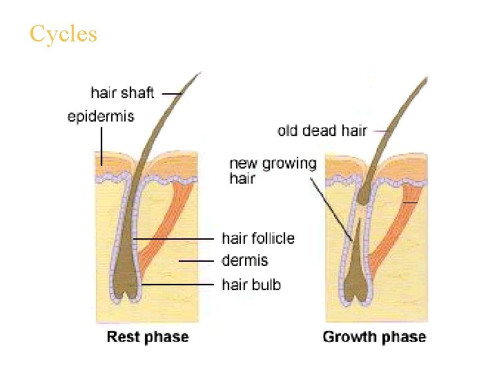 Cycles 
