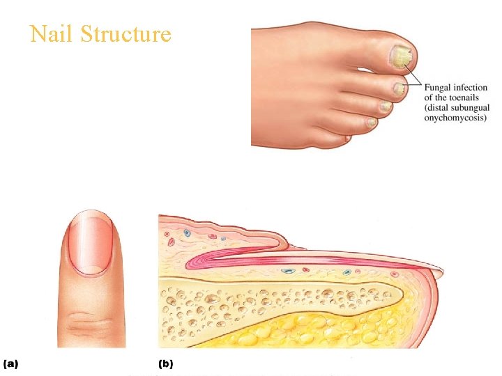 Nail Structure 
