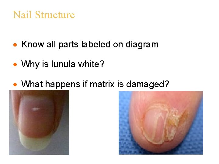 Nail Structure · Know all parts labeled on diagram · Why is lunula white?
