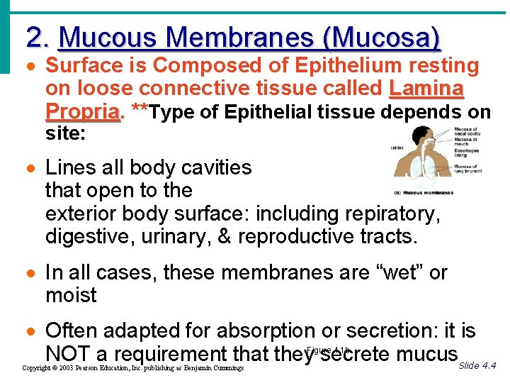 2. Mucous Membranes (Mucosa) · Surface is Composed of Epithelium resting on loose connective