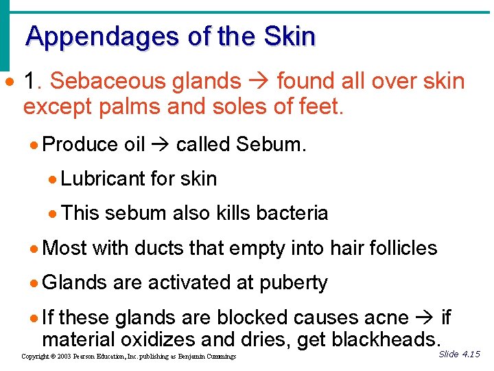 Appendages of the Skin · 1. Sebaceous glands found all over skin except palms