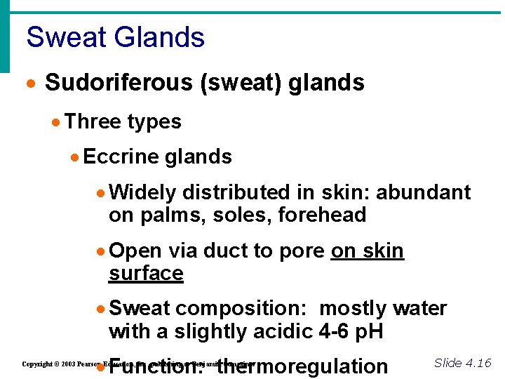 Sweat Glands · Sudoriferous (sweat) glands · Three types · Eccrine glands · Widely