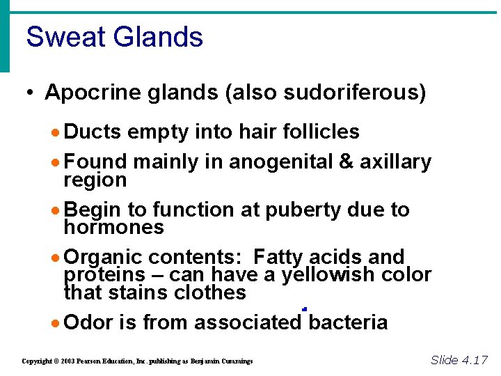 Sweat Glands • Apocrine glands (also sudoriferous) · Ducts empty into hair follicles ·