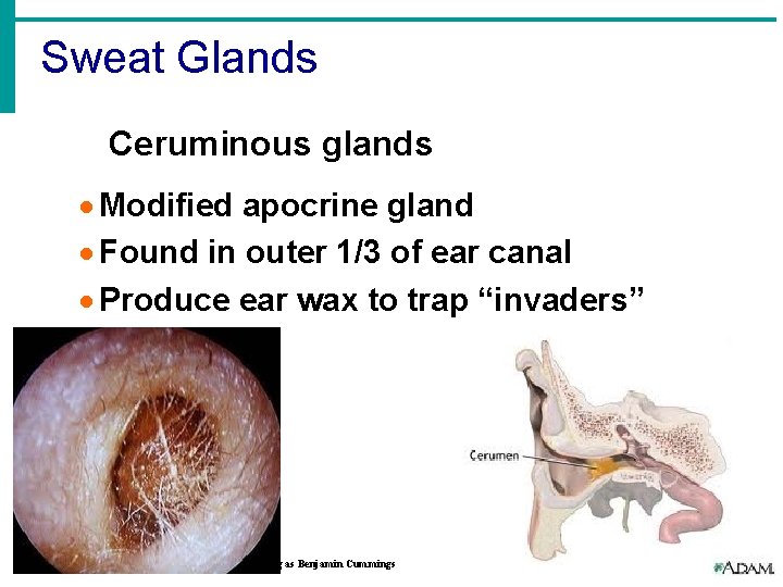 Sweat Glands Ceruminous glands · Modified apocrine gland · Found in outer 1/3 of