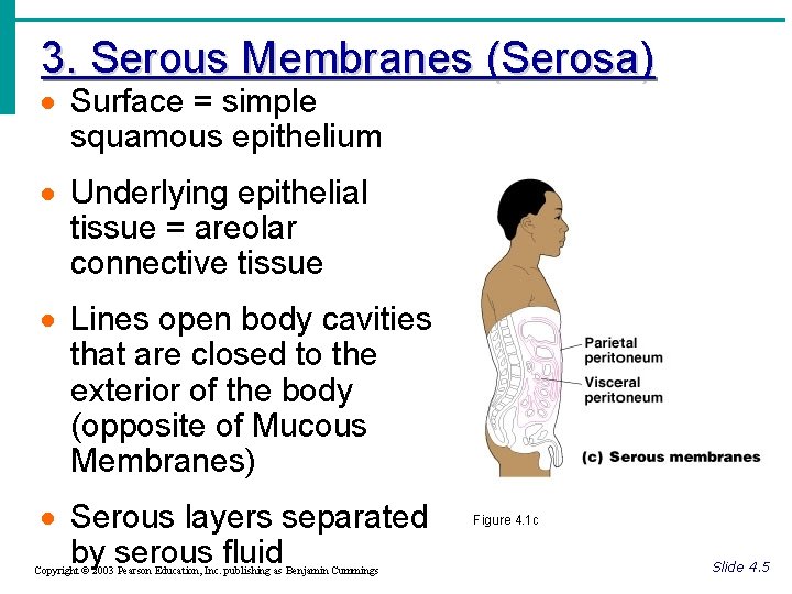 3. Serous Membranes (Serosa) · Surface = simple squamous epithelium · Underlying epithelial tissue