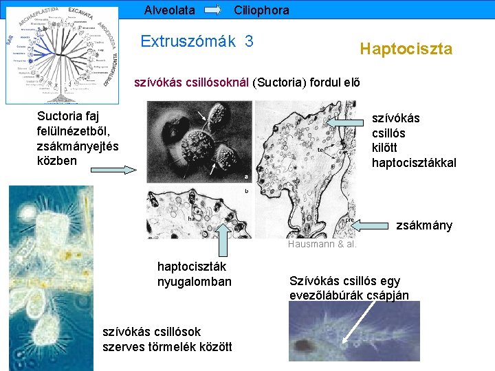 Alveolata Ciliophora Extruszómák 3 Haptociszta szívókás csillósoknál (Suctoria) fordul elő Suctoria faj felülnézetből, zsákmányejtés