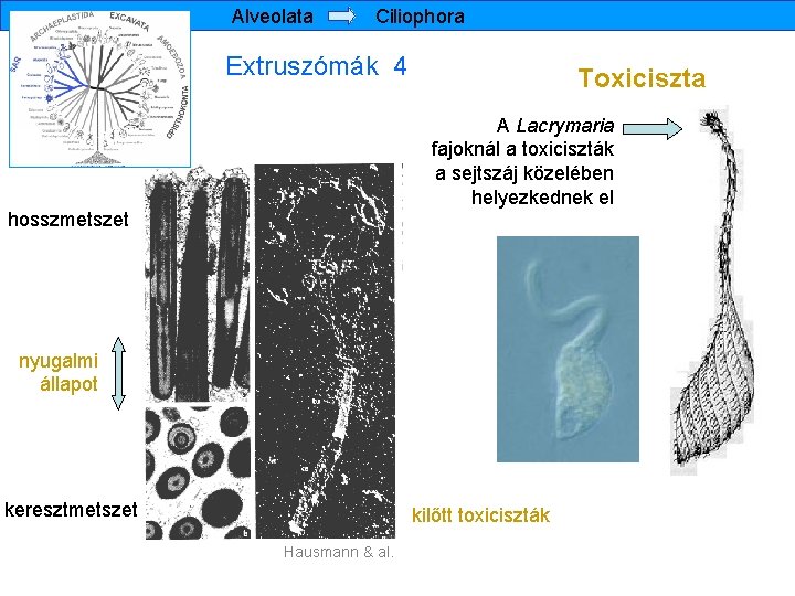 Alveolata Ciliophora Extruszómák 4 Toxiciszta A Lacrymaria fajoknál a toxiciszták a sejtszáj közelében helyezkednek