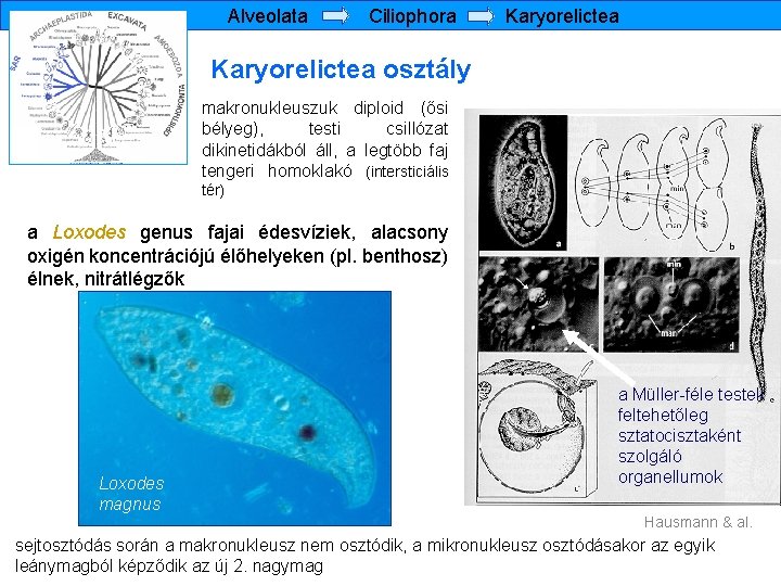 Alveolata Ciliophora Karyorelictea osztály makronukleuszuk diploid (ősi bélyeg), testi csillózat dikinetidákból áll, a legtöbb