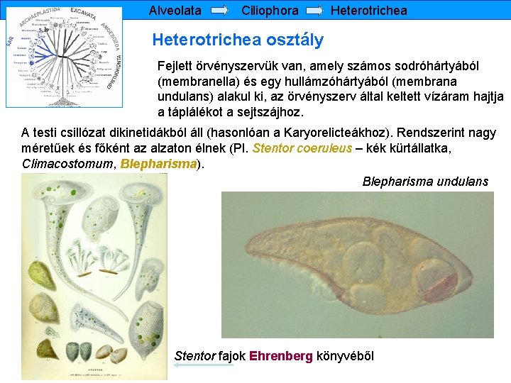 Alveolata Ciliophora Heterotrichea osztály Fejlett örvényszervük van, amely számos sodróhártyából (membranella) és egy hullámzóhártyából