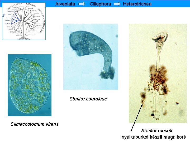 Alveolata Ciliophora Heterotrichea Stentor coeruleus Climacostomum virens Stentor roeseli nyálkaburkot készít maga köré 