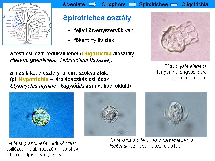 Alveolata Ciliophora Spirotrichea Oligotrichia Spirotrichea osztály • fejlett örvényszervük van • főként nyíltvíziek a