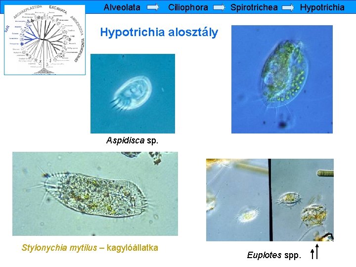 Alveolata Ciliophora Spirotrichea Hypotrichia alosztály Aspidisca sp. Stylonychia mytilus – kagylóállatka Euplotes spp. 