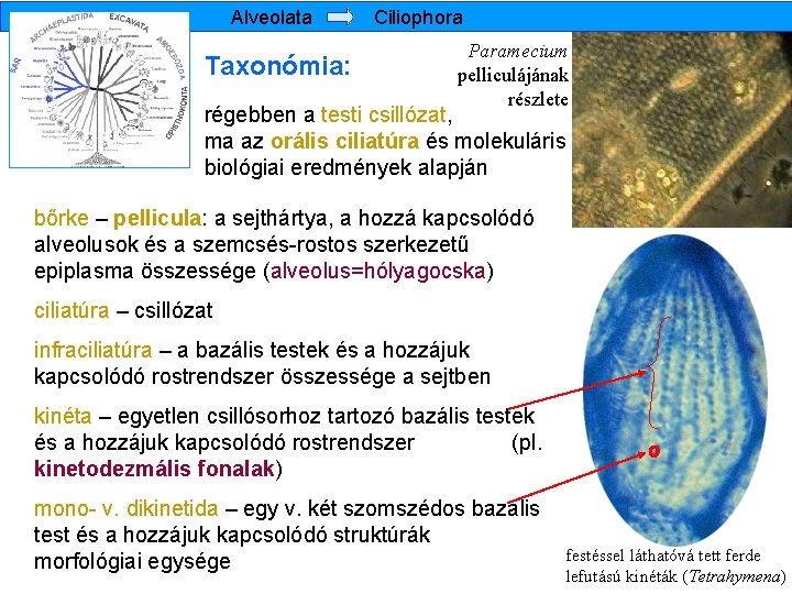 Alveolata Taxonómia: Ciliophora Paramecium pelliculájának részlete régebben a testi csillózat, ma az orális ciliatúra