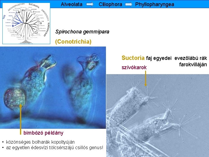 Alveolata Ciliophora Phyllopharyngea Spirochona gemmipara (Conotrichia) Suctoria faj egyedei evezőlábú rák szívókarok bimbózó példány