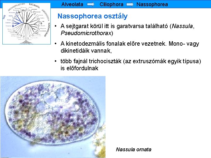 Alveolata Ciliophora Nassophorea osztály • A sejtgarat körül itt is garatvarsa található (Nassula, Pseudomicrothorax)