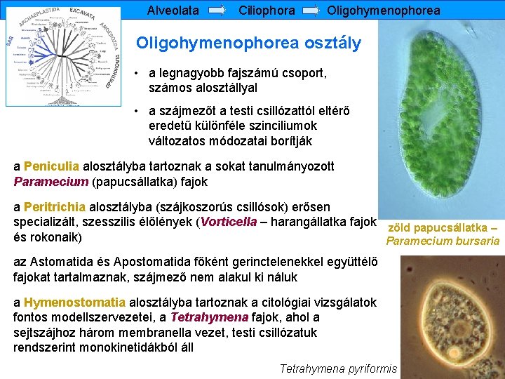 Alveolata Ciliophora Oligohymenophorea osztály • a legnagyobb fajszámú csoport, számos alosztállyal • a szájmezőt