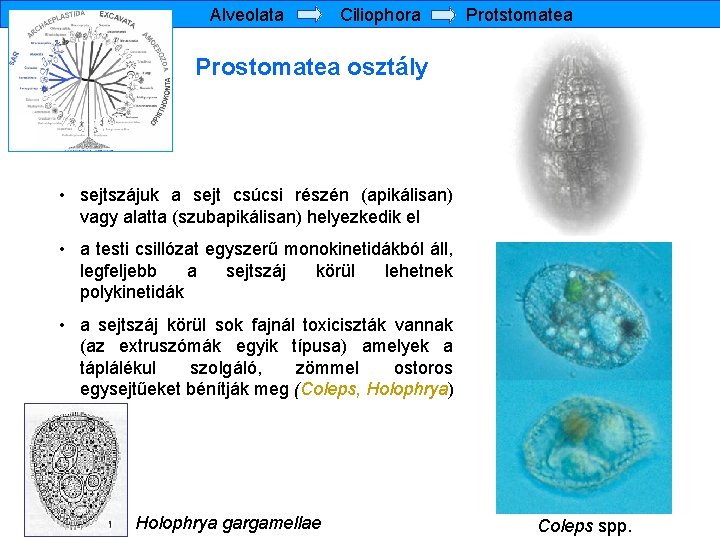 Alveolata Ciliophora Protstomatea Prostomatea osztály • sejtszájuk a sejt csúcsi részén (apikálisan) vagy alatta