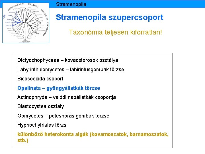 Stramenopila szupercsoport Taxonómia teljesen kiforratlan! Dictyochophyceae – kovaostorosok osztálya Labyrinthulomycetes – labirintusgombák törzse Bicosoecida