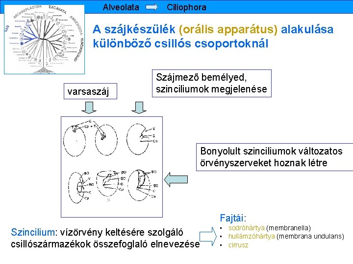 Alveolata Ciliophora A szájkészülék (orális apparátus) alakulása különböző csillós csoportoknál varsaszáj Szájmező bemélyed, szinciliumok