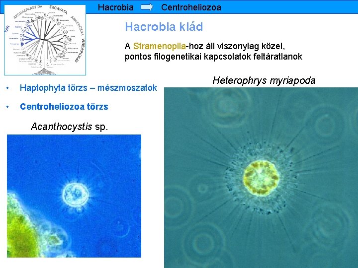 Hacrobia Centroheliozoa Hacrobia klád A Stramenopila-hoz áll viszonylag közel, pontos filogenetikai kapcsolatok feltáratlanok •