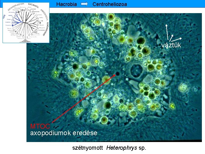 Hacrobia Centroheliozoa váztűk MTOC axopodiumok eredése szétnyomott Heterophrys sp. 
