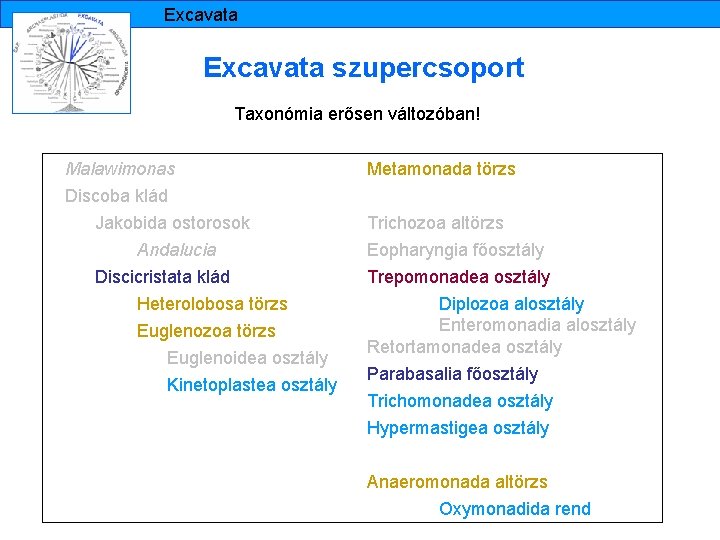 Excavata szupercsoport Taxonómia erősen változóban! Malawimonas Metamonada törzs Discoba klád Jakobida ostorosok Trichozoa altörzs