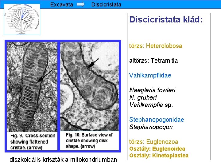 Excavata Discicristata klád: törzs: Heterolobosa altörzs: Tetramitia Vahlkampfiidae Naegleria fowleri N. gruberi Vahlkampfia sp.