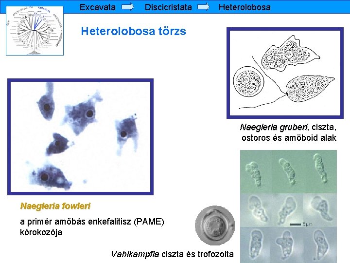 Excavata Discicristata Heterolobosa törzs Naegleria gruberi, gruberi ciszta, ostoros és amöboid alak Naegleria fowleri