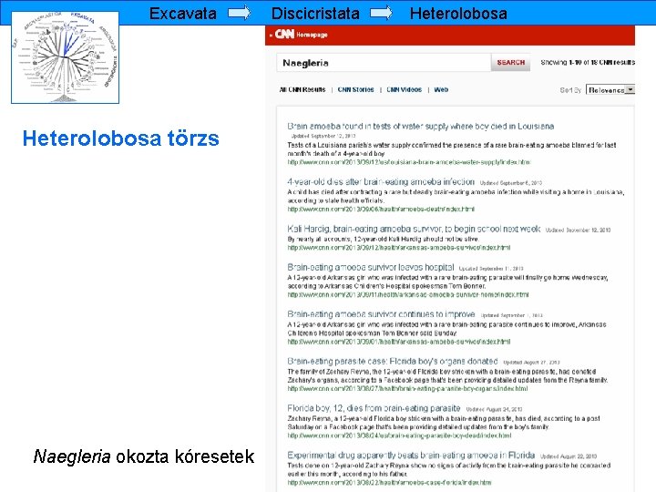 Excavata Heterolobosa törzs Naegleria okozta kóresetek Discicristata Heterolobosa 