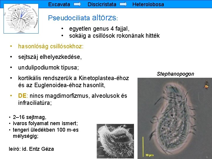 Excavata Discicristata Heterolobosa Pseudociliata altörzs: • egyetlen genus 4 fajjal, • sokáig a csillósok