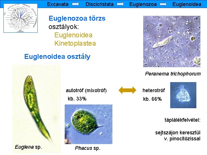 Excavata Discicristata Euglenozoa Euglenoidea Euglenozoa törzs osztályok: Euglenoidea Kinetoplastea Euglenoidea osztály Peranema trichophorum autotróf