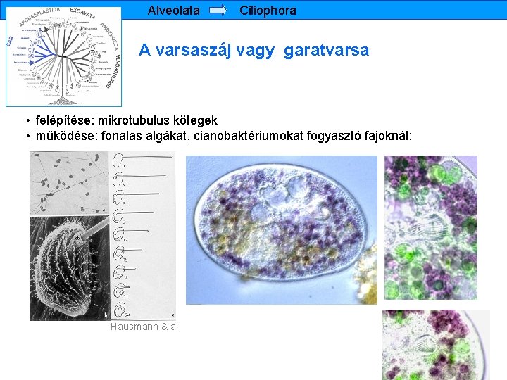 Alveolata Ciliophora A varsaszáj vagy garatvarsa • felépítése: mikrotubulus kötegek • működése: fonalas algákat,