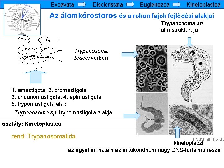 Excavata Discicristata Euglenozoa Kinetoplastea Az álomkórostoros és a rokon fajok fejlődési alakjai Trypanosoma sp.