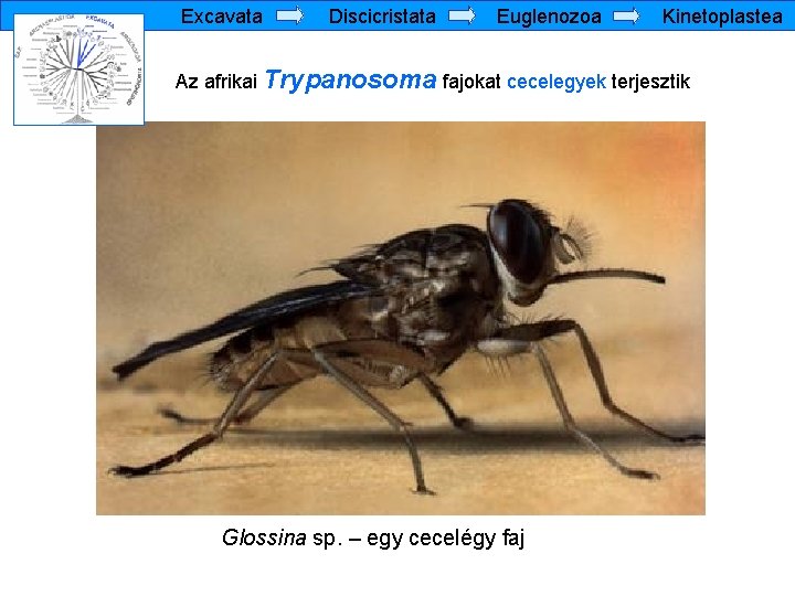 Excavata Discicristata Euglenozoa Kinetoplastea Az afrikai Trypanosoma fajokat cecelegyek terjesztik Glossina sp. – egy