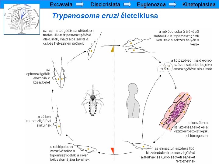 Excavata Discicristata Euglenozoa Trypanosoma cruzi életciklusa Kinetoplastea 