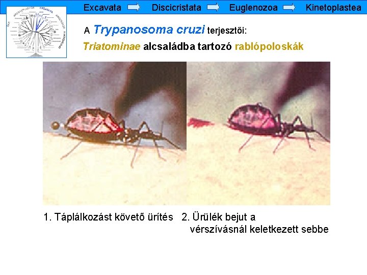 Excavata Discicristata A Trypanosoma Euglenozoa Kinetoplastea cruzi terjesztői: Triatominae alcsaládba tartozó rablópoloskák 1. Táplálkozást