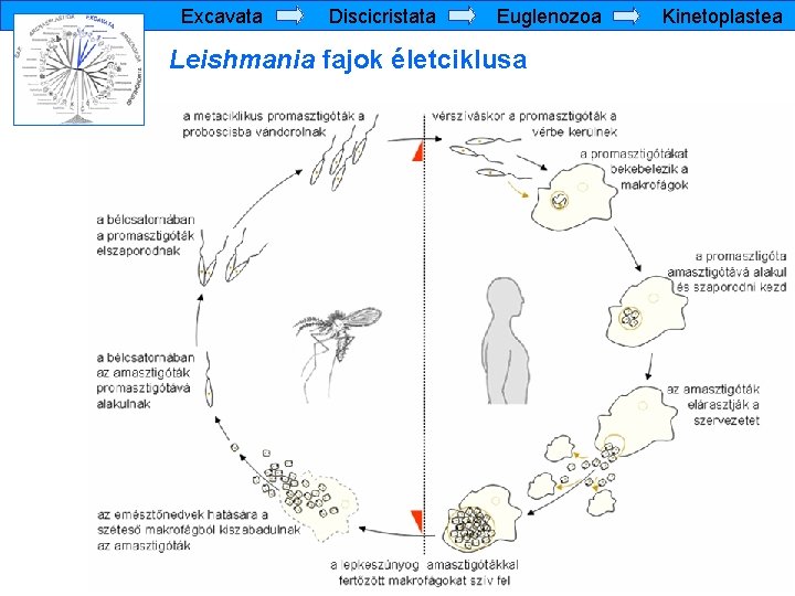 Excavata Discicristata Euglenozoa Leishmania fajok életciklusa Kinetoplastea 