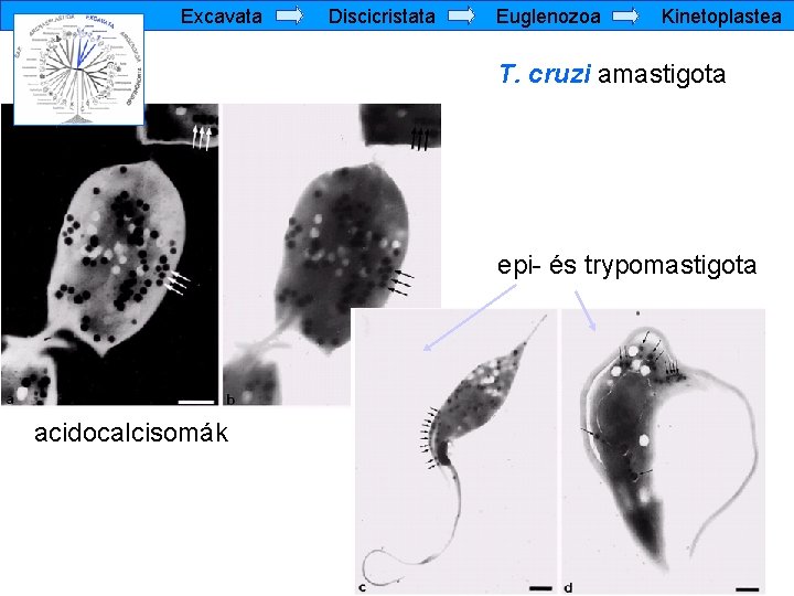 Excavata Discicristata Euglenozoa Kinetoplastea T. cruzi amastigota epi- és trypomastigota acidocalcisomák 