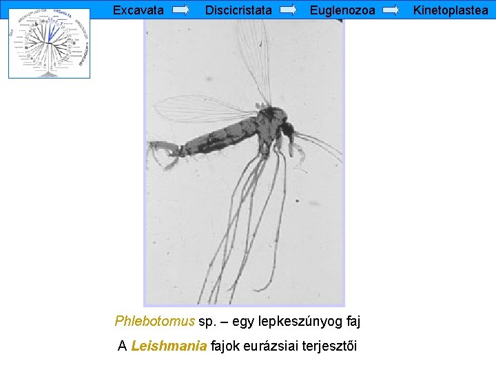 Excavata Discicristata Euglenozoa Phlebotomus sp. – egy lepkeszúnyog faj A Leishmania fajok eurázsiai terjesztői