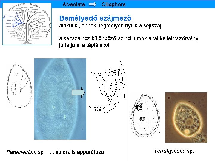 Alveolata Ciliophora Bemélyedő szájmező alakul ki, ennek legmélyén nyílik a sejtszájhoz különböző szinciliumok által