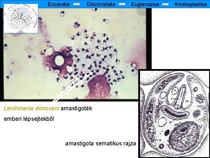 Excavata Discicristata Euglenozoa Leishmania donovani amastigoták emberi lépsejtekből amastigota sematikus rajza Kinetoplastea 