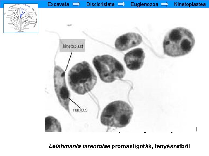 Excavata Discicristata Euglenozoa Kinetoplastea Leishmania tarentolae promastigoták, tenyészetből 
