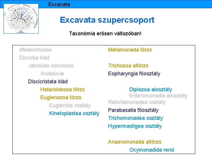 Excavata szupercsoport Taxonómia erősen változóban! Malawimonas Metamonada törzs Discoba klád Jakobida ostorosok Trichozoa altörzs
