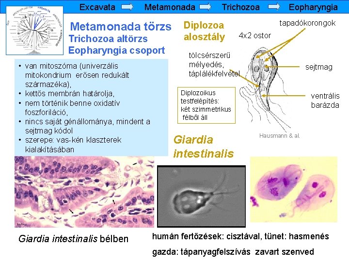Excavata Metamonada törzs Trichozoa altörzs Eopharyngia csoport • van mitoszóma (univerzális mitokondrium erősen redukált