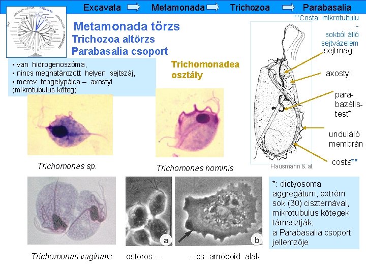 Metamonada Excavata Metamonada törzs Trichozoa altörzs Parabasalia csoport Parabasalia **Costa: mikrotubulu sokból álló sejtvázelem